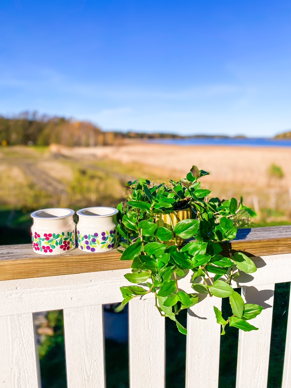 Elluyellow kirppislöydöt