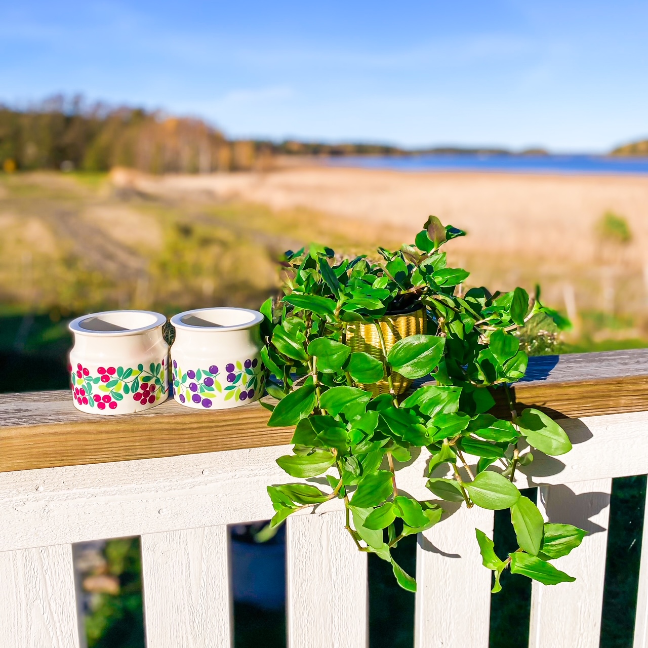 Elluyellow kirppislöydöt