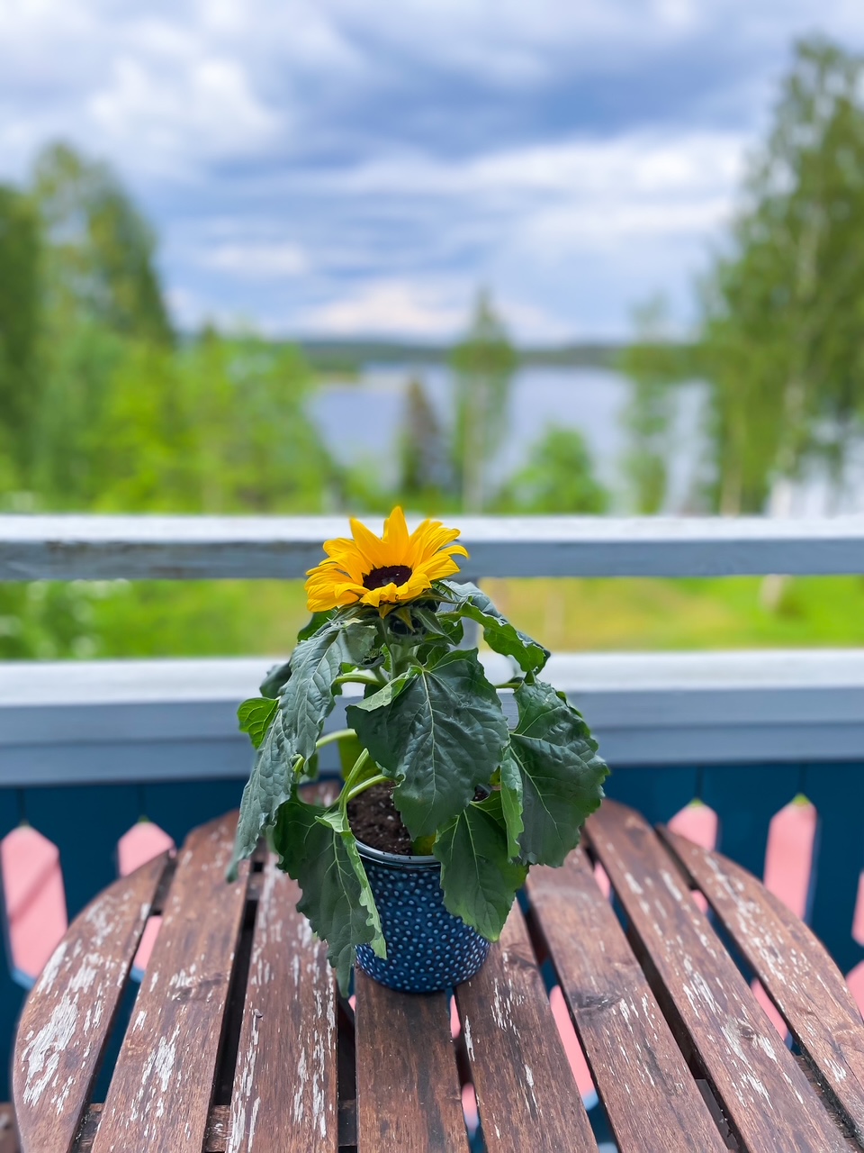 Elluyellow Virroilla kesä 2025