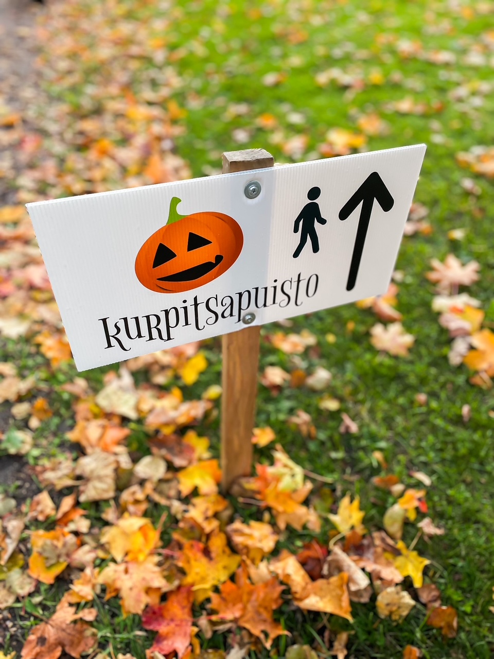 Elluyellow Salon Kurpitsaviikoilla