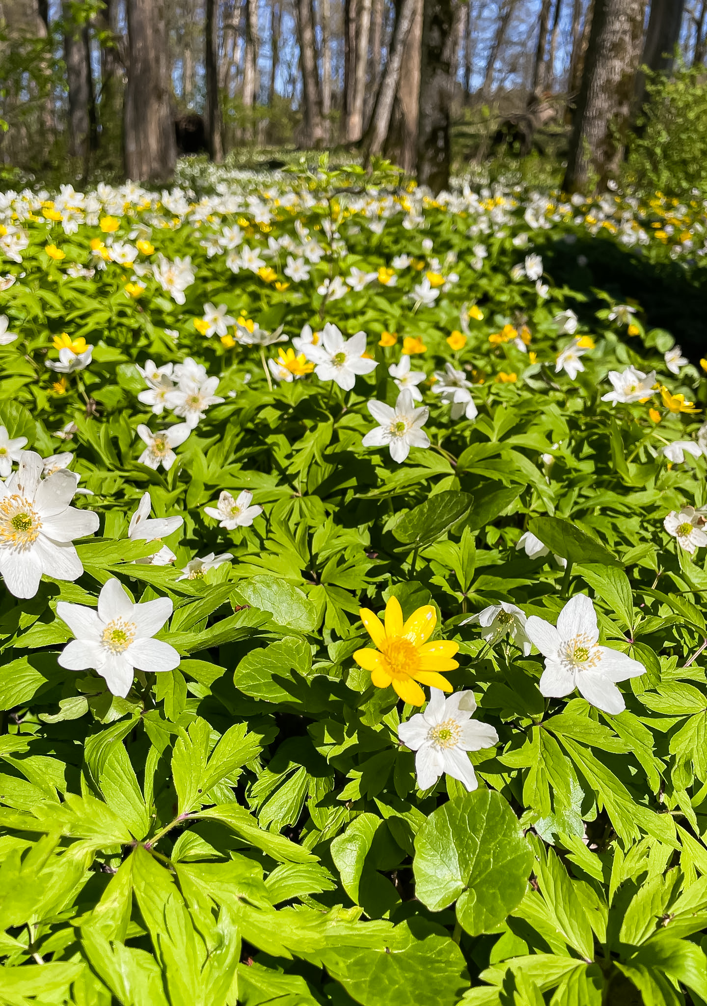 Elluyellow Tammisaaressa